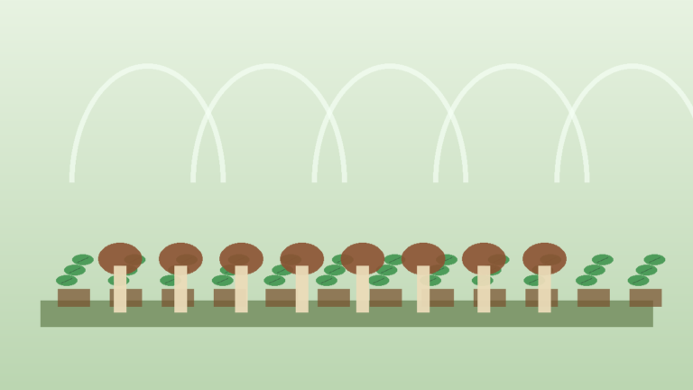 Comment cultiver des morilles : Méthode et conditions idéales