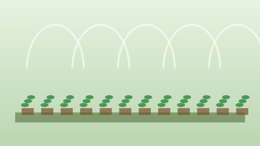 Quand planter tomate sous serre : Calendrier et conseils